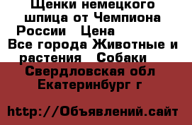 Щенки немецкого шпица от Чемпиона России › Цена ­ 50 000 - Все города Животные и растения » Собаки   . Свердловская обл.,Екатеринбург г.